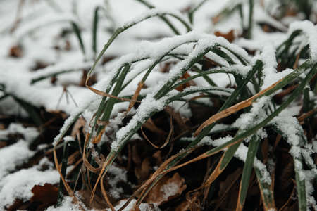 the grass is green and yellow under the snow, freezes, frostの写真素材