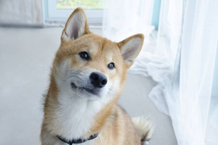 Portrait of a beautiful young red dog of the Shiba Inu breed sitting and looking to the side with interestの写真素材