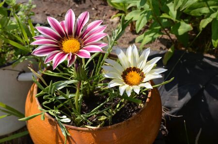 Close up of multi-colored flowers in a pot in a garden on a sunny dayの写真素材