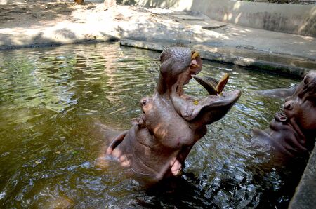 The big hippopotamus raised its huge head out of the water and opened its mouth to wait for food in a zoo. Hippo shows huge jaws and teeth. Side view.の写真素材
