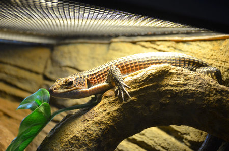 A brown lizard sits on a branch in a terrarium, sunbathes and observes