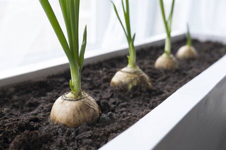 Close-up of green onion sprouts in the ground growing on a garden bed in a home garden. The concept of growth, development, new lifeの写真素材