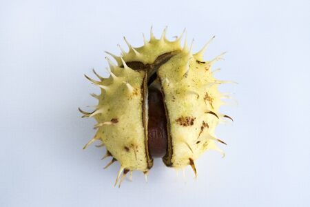 Close-up of ripe shiny inshell horse chestnut on light gray background. Autumn harvest. Hemisphere-like prickly fruitの写真素材