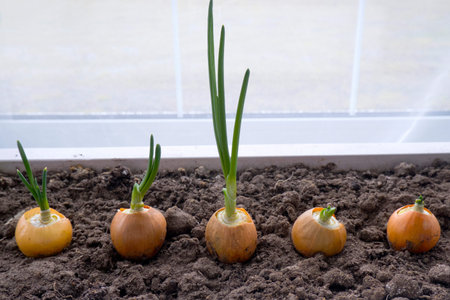 Spring onion sprouts make their way from the bulbs growing in the ground in a white wooden container. The concept of inequality, primacy, aspiration, freedom, new lifeの写真素材