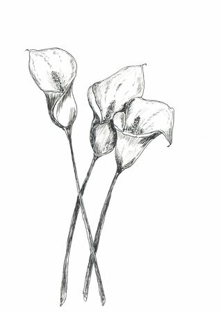 flowers nature line art graphic backgroundのeditorial素材