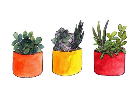 floral set of succulents in pots in the backgroundの写真素材