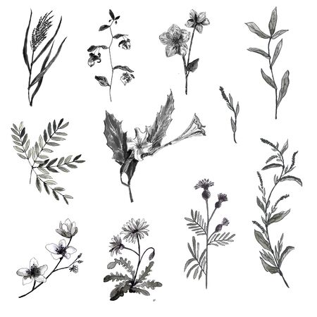 A set of flowers and leaves. Graphic outline illustratuon. A black-and-white drawing on a white backgroundの写真素材