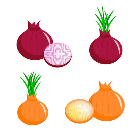 Set of different types of onions. Illustration for logos and designs.のイラスト素材