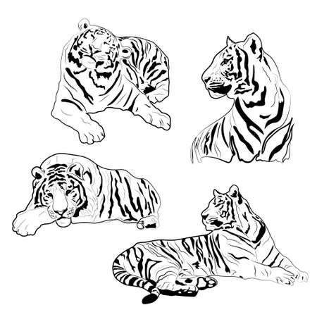 Set of Chinese tiger outline illustrations. Vector work.のイラスト素材