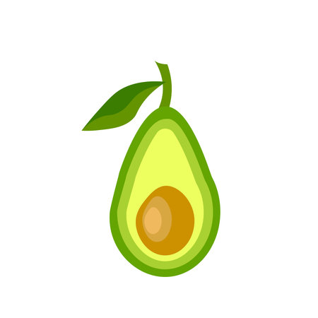 Avocado vector illustration. Fruit illustration isolated on white background.のイラスト素材