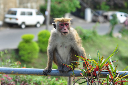Portrait of a monkey in the wild nature of Asia. The monkey sitting on a balustrade and looking awayの写真素材