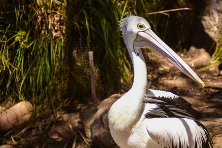 Portrait of a beautiful white pelican in the park, Australia, Adelaide. Pelicans are the large water birdsの写真素材