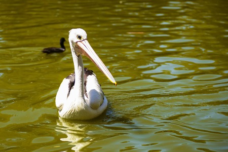 beautiful white pelican swims in the river in the park, Australia, Adelaide. The large water bird have a rest in a sunny summer dayの写真素材
