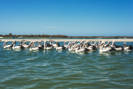A group of pelicans enjoying a sunny day in the sea, Australia, Gold Coast. Many white wild pelicans swim in the bayの写真素材