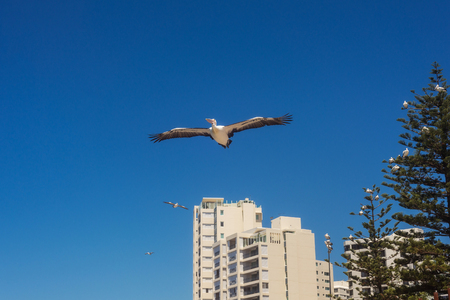 Wild Pelican soars in the blue sky, Australia. Pelican flying with spread wings, top view, the concept of freedom and independenceの写真素材