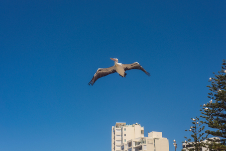Wild Pelican soars in the blue sky, Australia. Pelican flying with spread wings, top view, the concept of freedom and independenceの写真素材