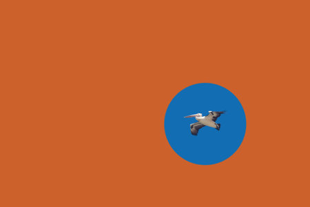 White pelican flying with spread wings in the blue sky, isolated in circle. Suitable for web design, postcard, there is free space for inscriptions, concept of freedom and independenceの写真素材