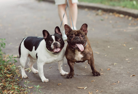 Brown french bulldog with a collar.  Bulldog portrait.