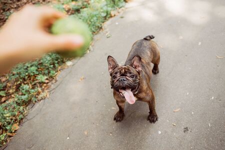 Brown french bulldog with a collar.  Bulldog portrait.の写真素材