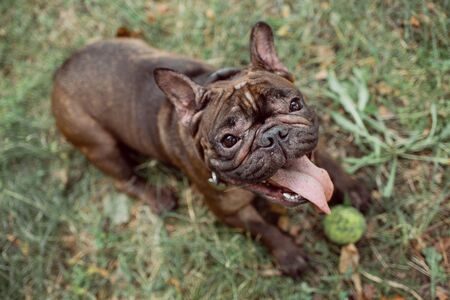 Brown french bulldog with a collar.  Bulldogの写真素材
