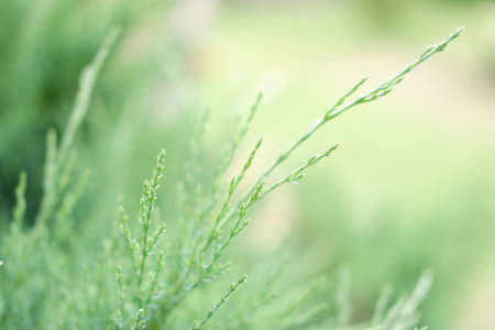 light green background of nature, meadow, grass, plant, summer or spring, close upの写真素材