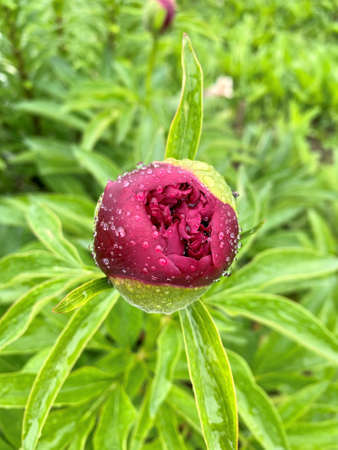 a red peony bud after rain with small drops in the garden, top view macroの写真素材