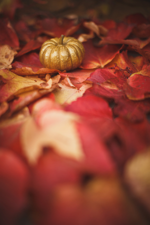 Golden pumpkin on red leavesの写真素材