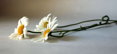 Close-up of daisies and daisies on a white background. Minimal flower arrangement. To create a website for gardening, cosmetics, Spa and healthの写真素材