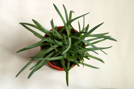 Aloe Scarlet succulent herbaceous plantの写真素材