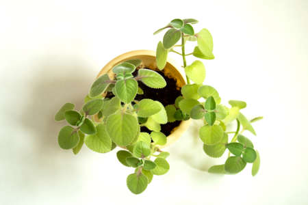 Oregano is a flowering plant in the mint familyの写真素材