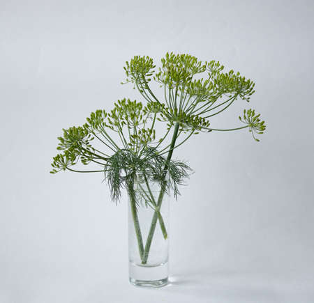 Green umbrella of fennel. Vegetarian, organic.の写真素材