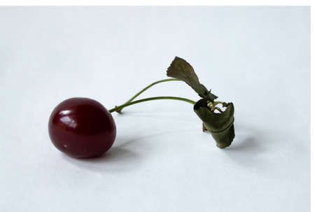 One ripe sweet cherry berry is on a white background. Isolatedの写真素材