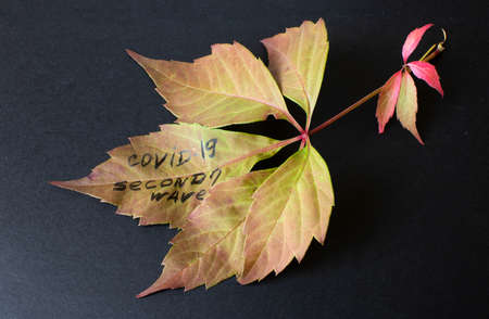 Concept on a black background a faded autumn leaf and a medical surgical mask with the inscription covid -19 Second wave. Close upの写真素材
