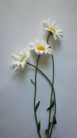 Close-up of daisies on a white background. Minimal flower arrangement.の写真素材