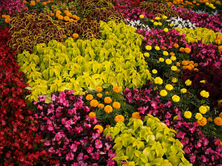 Red Coleus plant with yellow edges closeup on a flower bed, view from aboveの写真素材