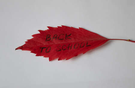 Autumn red leaf with the inscription back to school, isolated on a white backgroundの写真素材