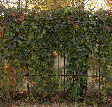 Ivy and Virginia creeper Parthenocissus quinquefolia foliage in Autumnの写真素材