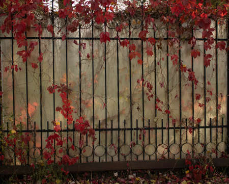 Ivy and Virginia creeper Parthenocissus quinquefolia foliage in Autumnの写真素材