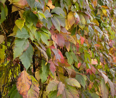 Ivy and Virginia creeper Parthenocissus quinquefolia foliage in Autumnの写真素材