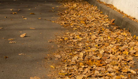 The path is strewn with fallen autumn leaves from trees. Sunny demi-season weather.の写真素材