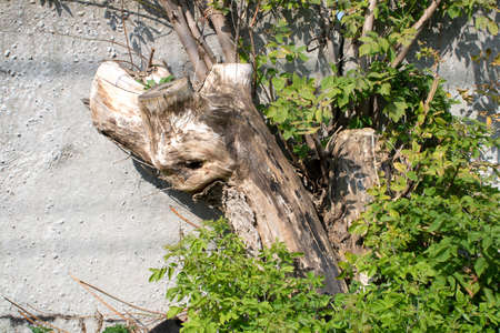 dry snag of a coniferous tree, an old weathered relief tree on the background of an old fence and young green branches,の写真素材