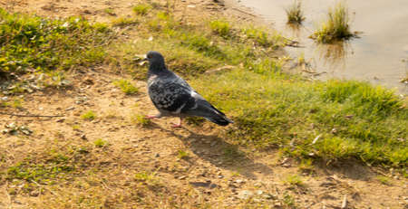 Pigeon on the bank of the riverの写真素材