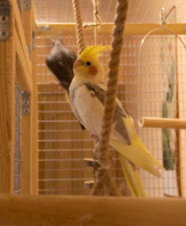 Yellow and black parrots corella is sitting on a swing in the cageの写真素材