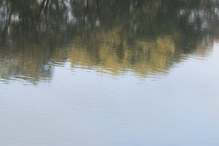 Reflection of trees in the water. Selective focus. Nature.