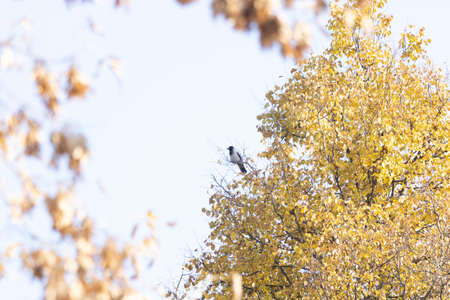 The crow sits on a branch of a tree in an autumn park.の写真素材