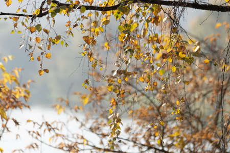 Autumn leaves on the branches of a birch tree in the forestの写真素材
