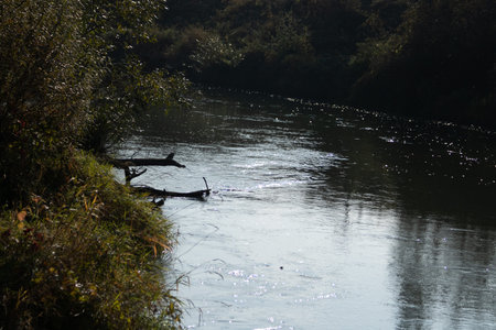A view of a river in the middle of the forest in autumn