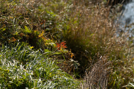 Autumn leaves and grass in a meadow on the background of the forest