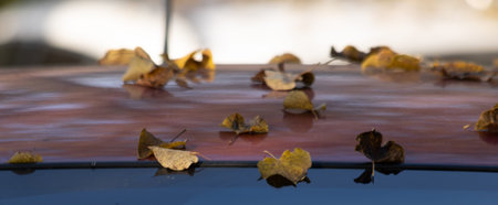 Fallen leaves on the roof of a car. Close-up.