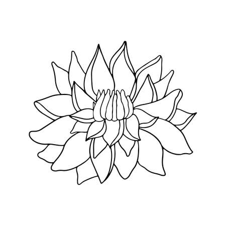 Isolated doodle flower peony in line art style on white background for beauty design and postcard decorationのイラスト素材